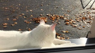 Tā vēl nav bijis Tā vēl nav bijis